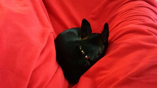 Cat resting on sofa