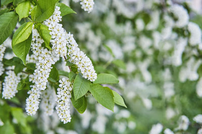 Close-up of white flowering plant