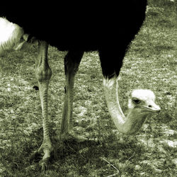 Sheep grazing on field