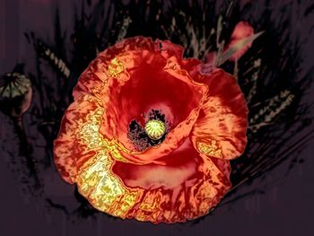 Close-up of red rose flower