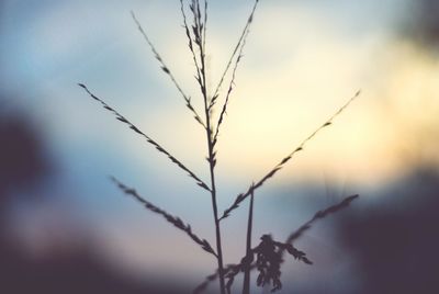 Close-up of silhouette plant against sky at sunset