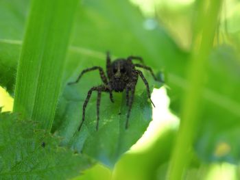 Close-up of spider on leaf