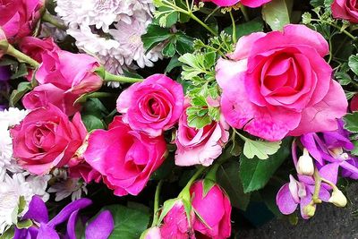 Close-up of pink flowers