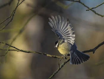 Bird flying over a branch