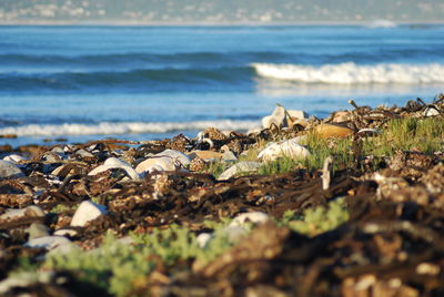 Close-up of water on beach