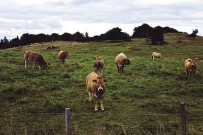 Cows grazing on field against sky