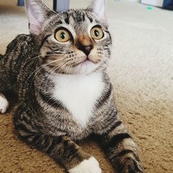 Close-up portrait of a cat