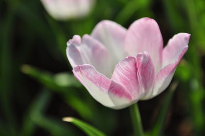 Close-up of pink tulip