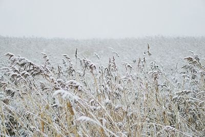 Close-up of snow on field against sky during winter