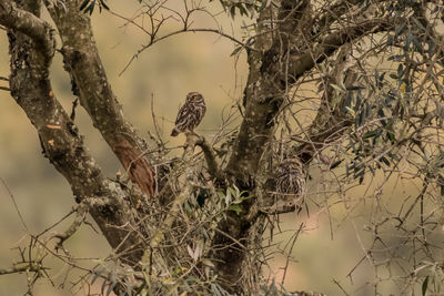View of bird perching on branch