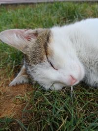 Cat / sleeping cat / beautiful cat