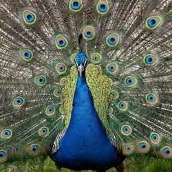 Close-up of peacock