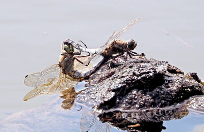 Close-up of dragonfly