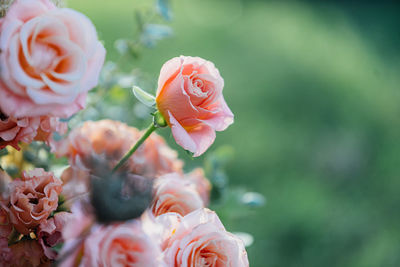 Close-up of pink rose