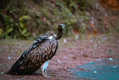 Bird perching on a land