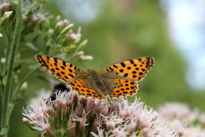 Close-up of butterfly pollinating on flower