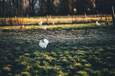 View of a chicken on farm field