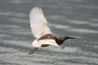 Close-up of seagull flying over sea