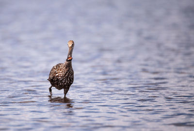 Limpkin aramus guarauna wades through a marsh and forages for food in the myakka river in sarasota