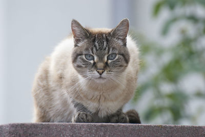 Close-up portrait of cat