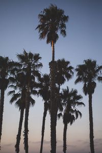 Low angle view of palm trees against clear sky