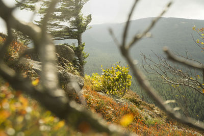 Trees growing in forest during autumn