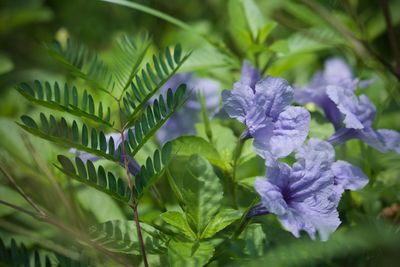 Close-up of purple flowering plant