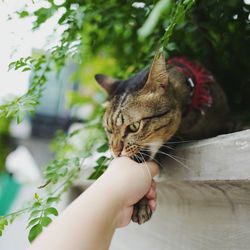 Hand holding cat