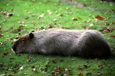 Side view of an animal on field