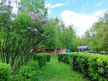 Trees and plants growing on field against sky