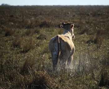 Cow standing on grassy field