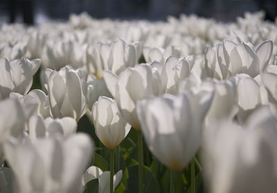 Close-up of white flowers