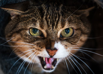 Close-up portrait of cat