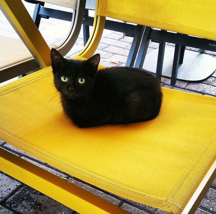 PORTRAIT OF BLACK CAT SITTING ON YELLOW