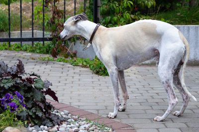 Side view of a dog standing against plants