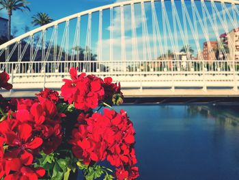 Close-up of red flowers by water against sky