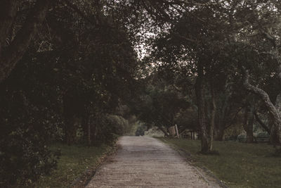 Empty road amidst trees in forest