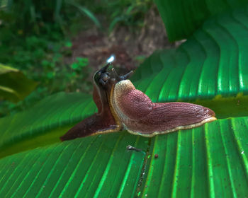 Close-up of snail on leaf