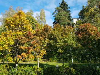 Low angle view of yellow autumn trees against sky