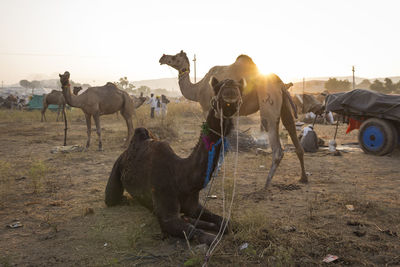 Close up of camel in desert fields in morning sunrise scene in pushkar, india
