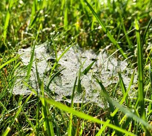 Close-up of wet grass on field