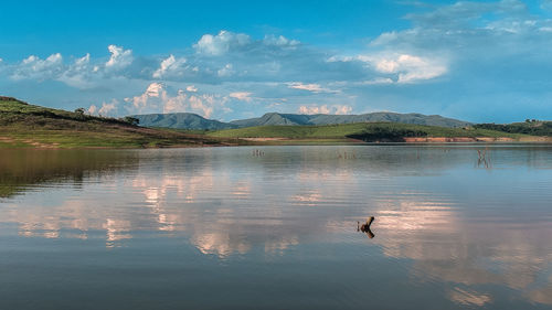 Swans swimming in lake against sky