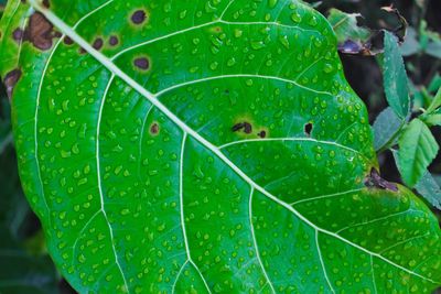 Close-up of insect on leaf