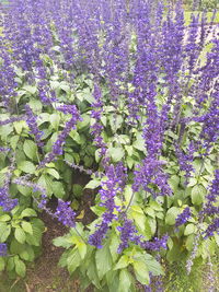 Purple flowers blooming outdoors