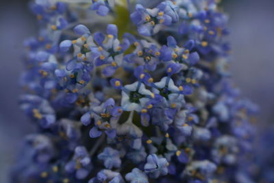 Close-up of lavender blooming outdoors