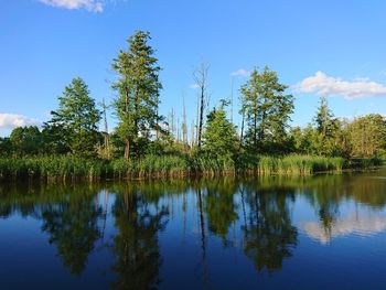 Scenic view of lake in forest against blue sky