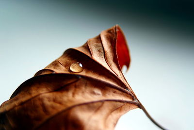 Close-up of fresh leaf