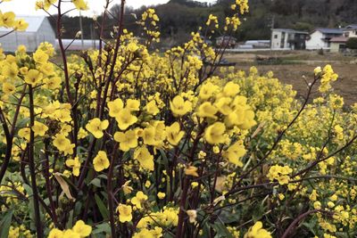 Close-up of yellow flowering plants on field