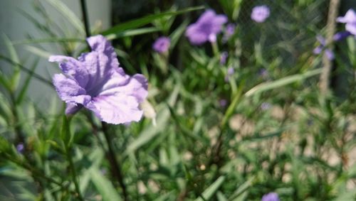 Close-up of purple flowering plant in field