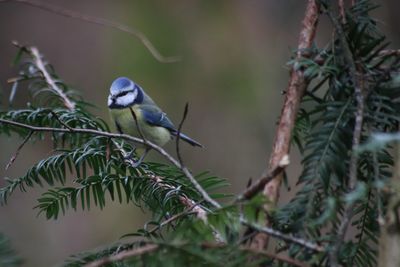 Bird perching on a branch